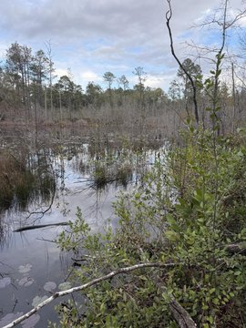 Land with Private Spring Pond