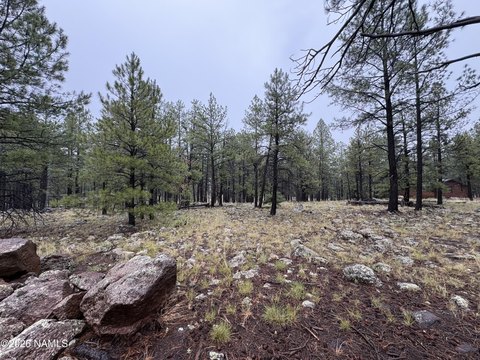 LAND - Williams, AZ