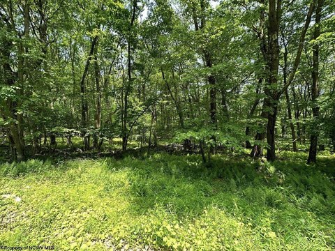 LAND - Terra Alta, WV