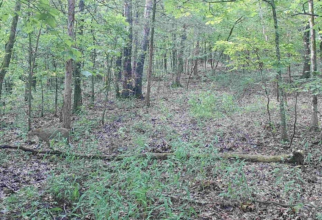 Picture 33