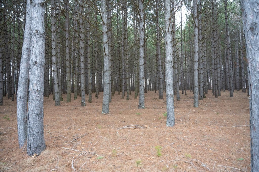 Picture 12
