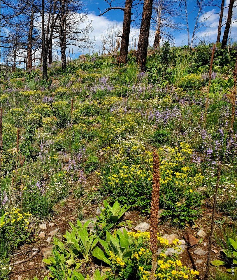 Gated 40-Acre Homesite with Views