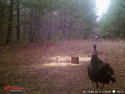 Secluded 100-Acre Hunting and Recreational Land