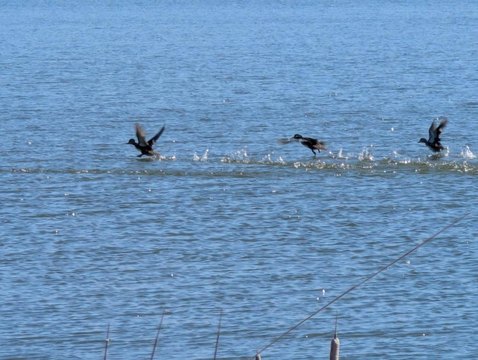 Lakefront Hunting Land