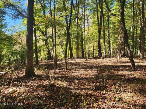Lots & Acreage, Rockwood, TN