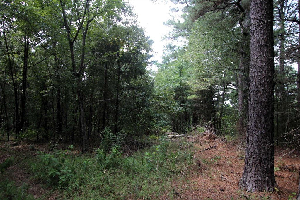 Picture 19
