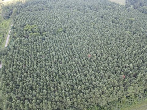 Heavily Wooded Land in Tenaha