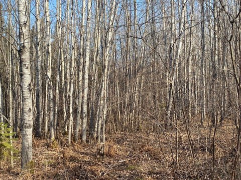 520 Acres Vacant Forestland, Butternut