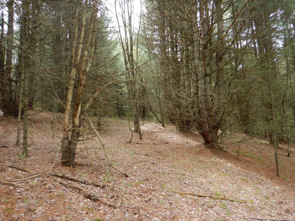 Picture 8