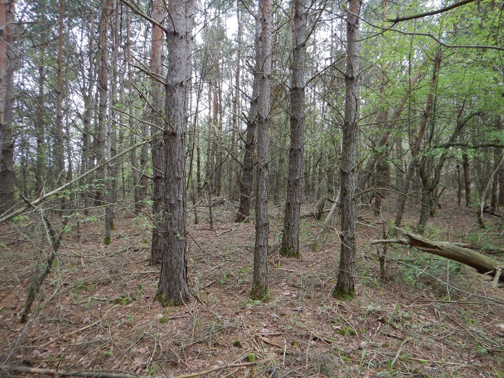 Picture 26