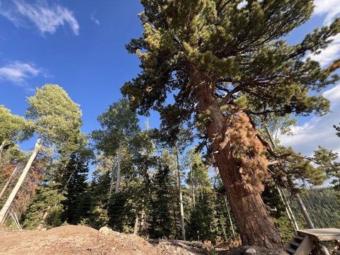 Mountain Land Near Eagle Point Resort