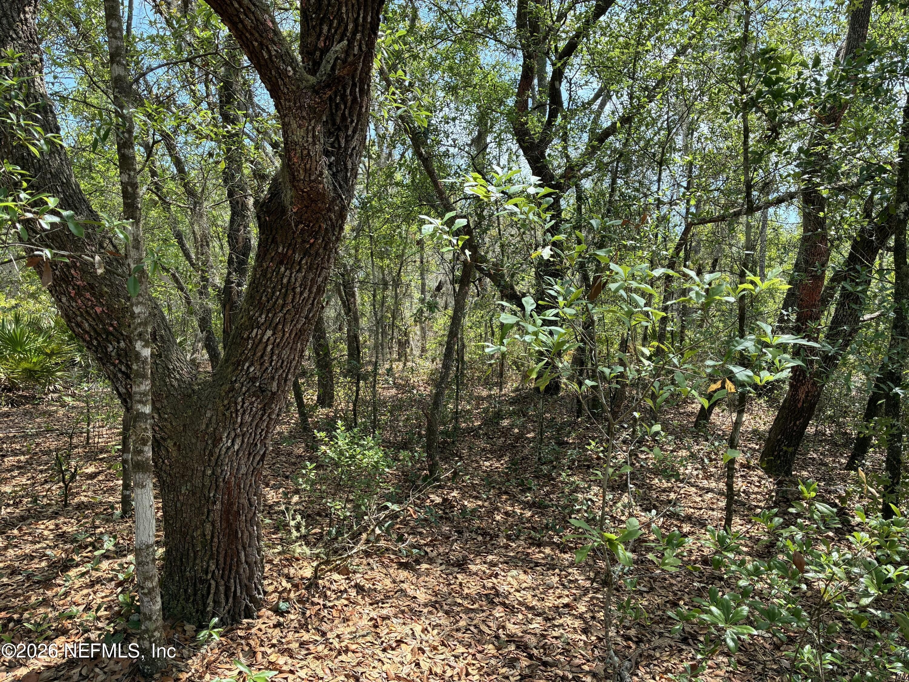 Wooded Homesite in Interlachen, FL