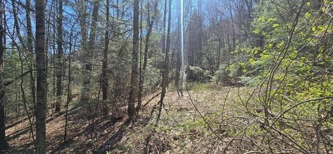 Wooded Land Parcel in Daniels