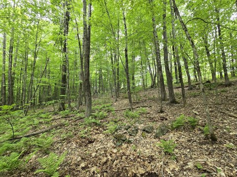Wooded Land in Jay, Maine