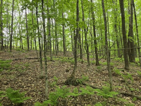 Wooded Residential Land Lot