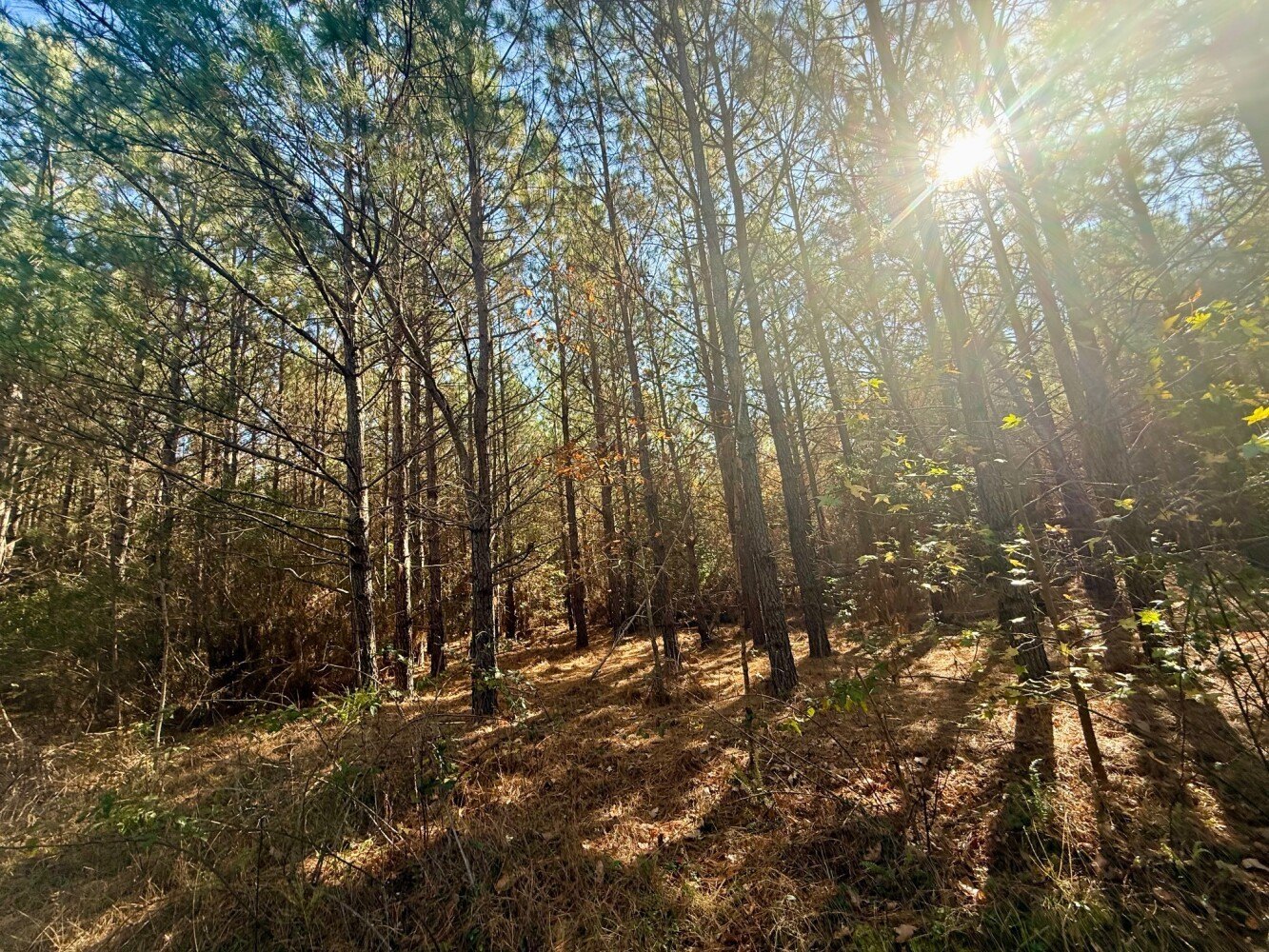 171-Acre Recreational Hunting Land
