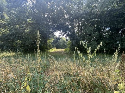 Calhoun County Hunting Land