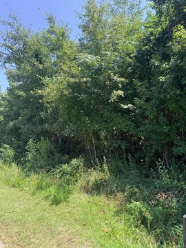 Land, McClellanville, SC