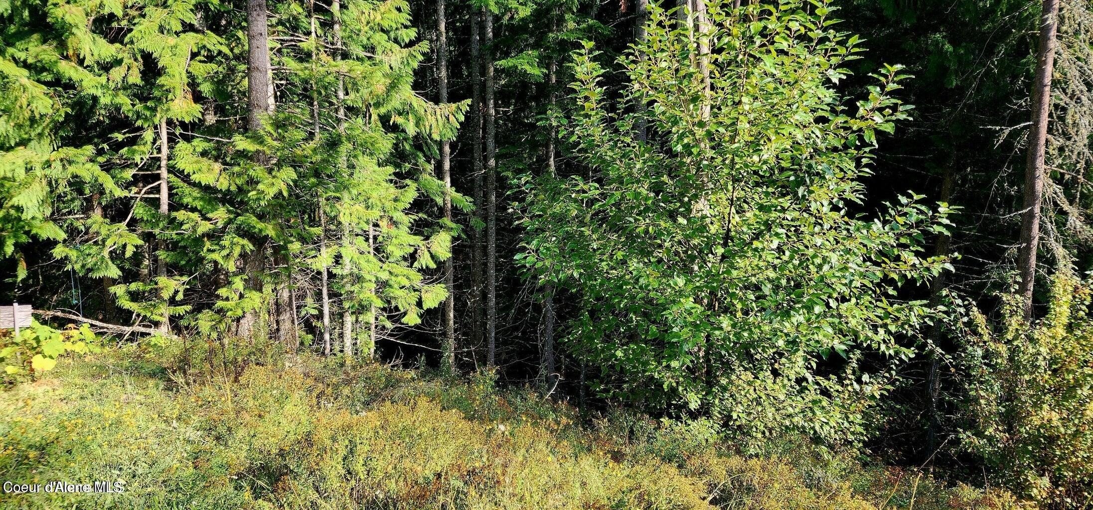 Secluded Land in St. Maries