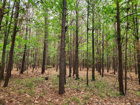 40 Acres Hunting/Home Site Land