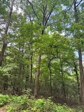 Lake Sam Rayburn Land