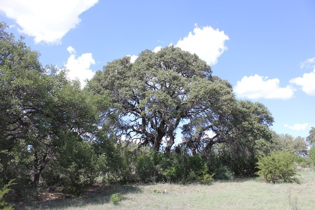 Picture 21