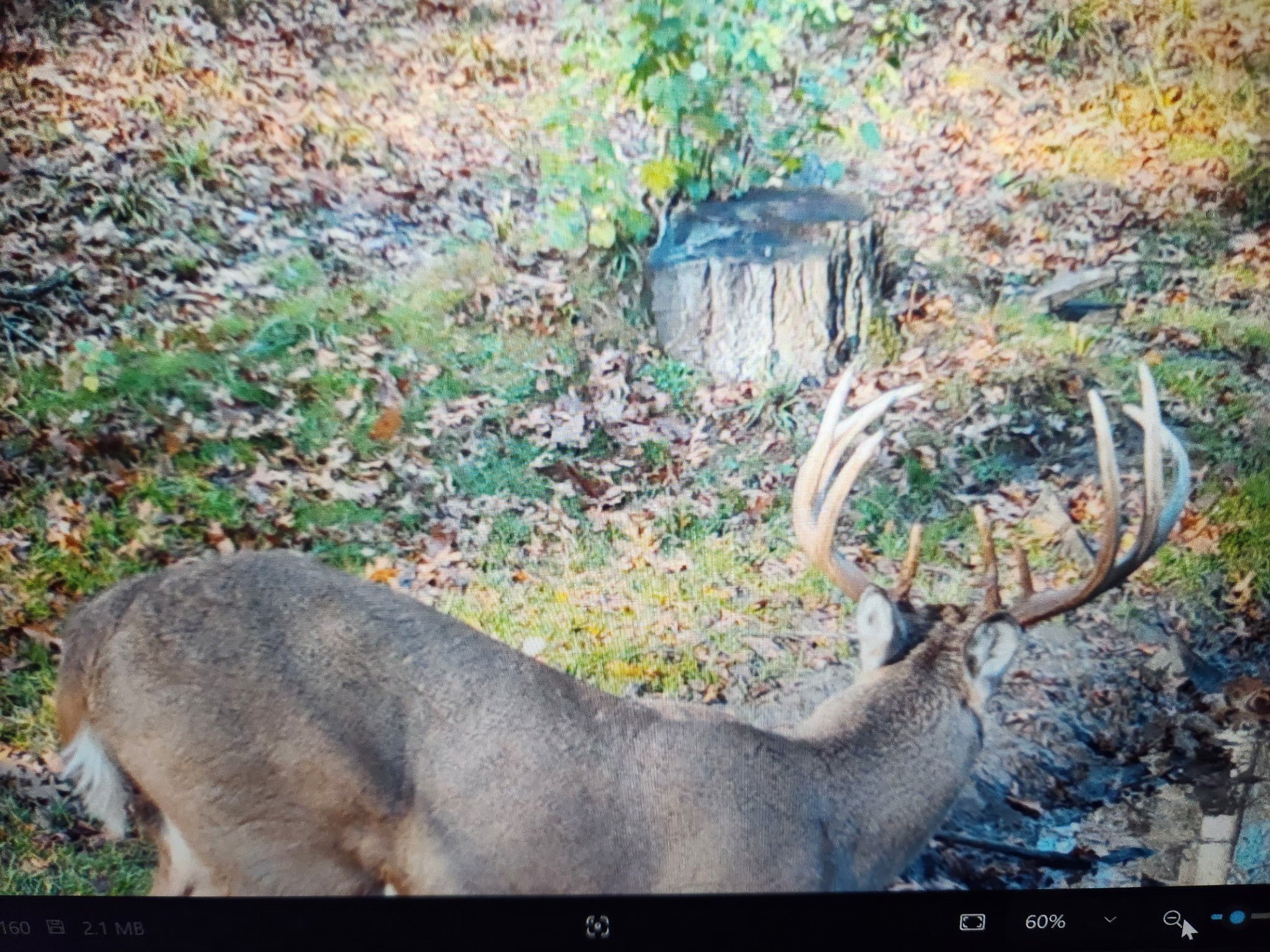 Hunting Land with Mature Timber