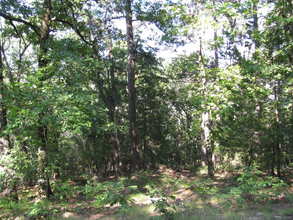 Picture 5