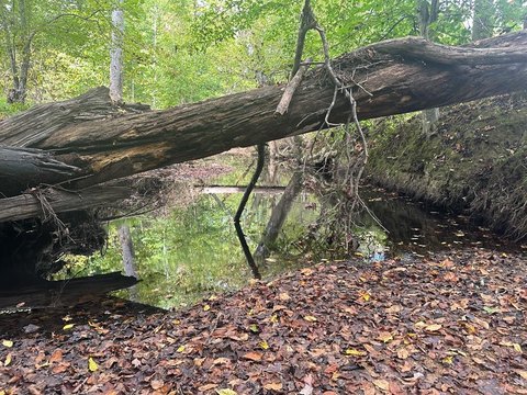 Virgilina Land with Creek Boundary