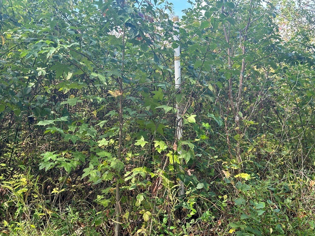 Picture 28