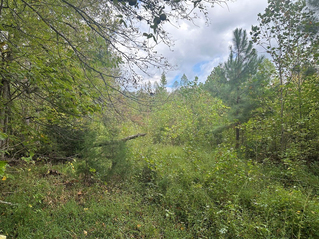 Picture 25