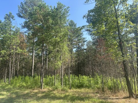 Secluded Corner Lot in Guild, TN