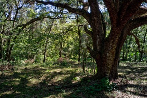 Gainesville Land Parcel with Potential