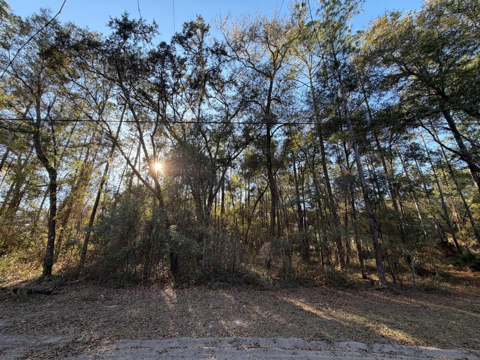 Treed Acres Near Eureka