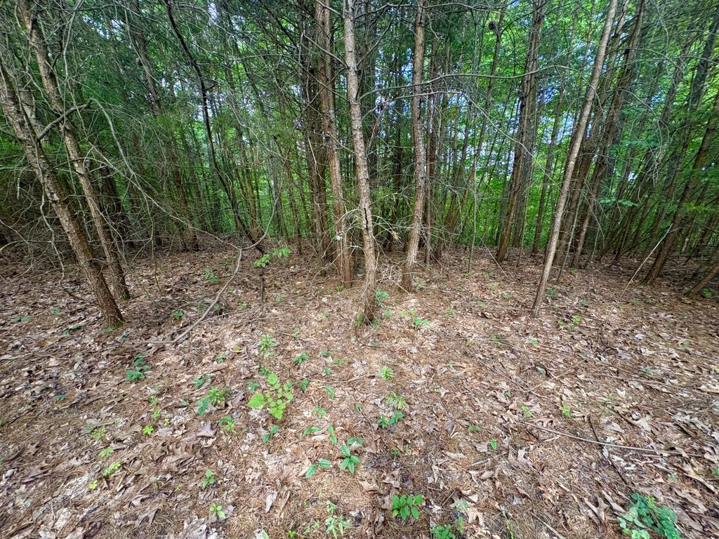 Picture 15