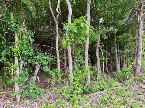 Heavily Wooded Land Near Lake