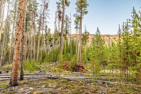 Five Acres of Timbered Land
