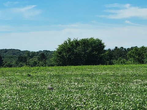 Farmland with Elevated Building Sites