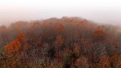 Secluded Wooded Land in Gainesville, MO