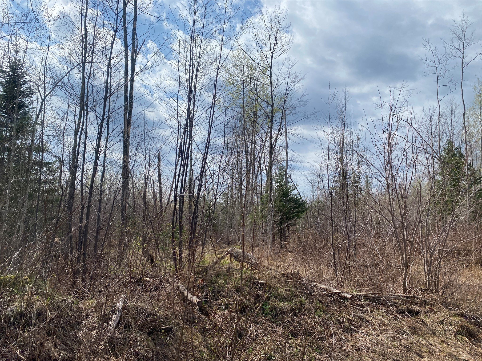 80 Acres in Price County