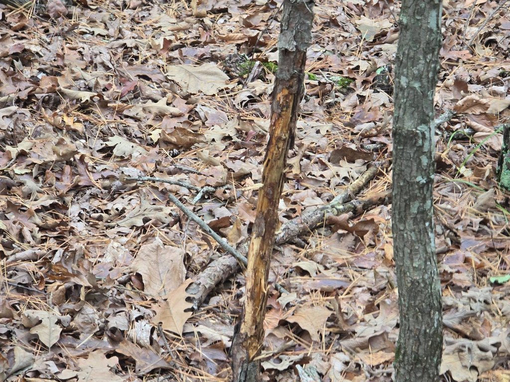 Picture 25