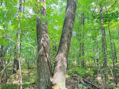 Wooded Hunting Land Parcel