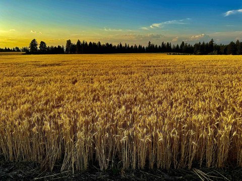 Chattaroy Land in Wheat Countryside