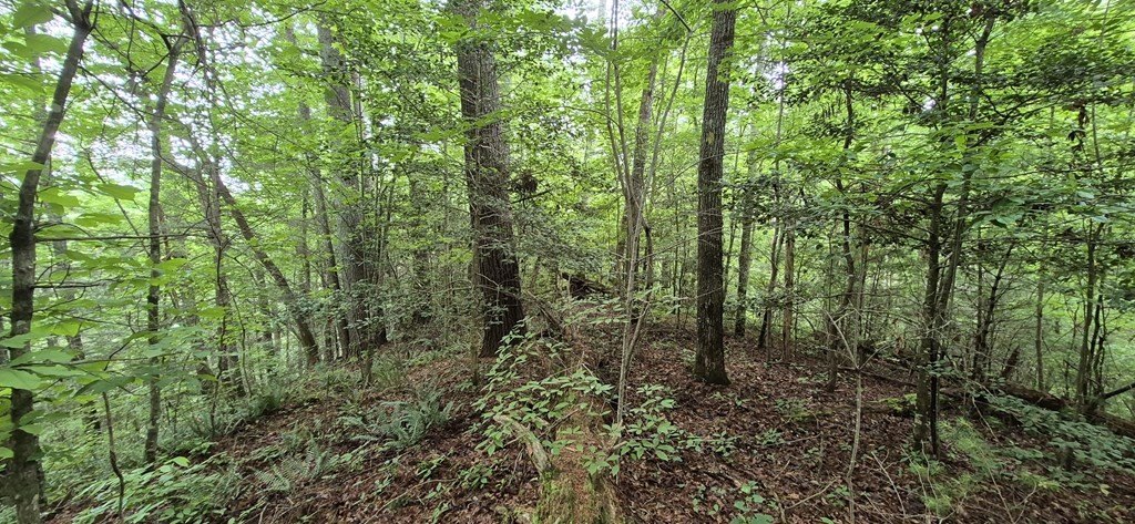 Picture 8