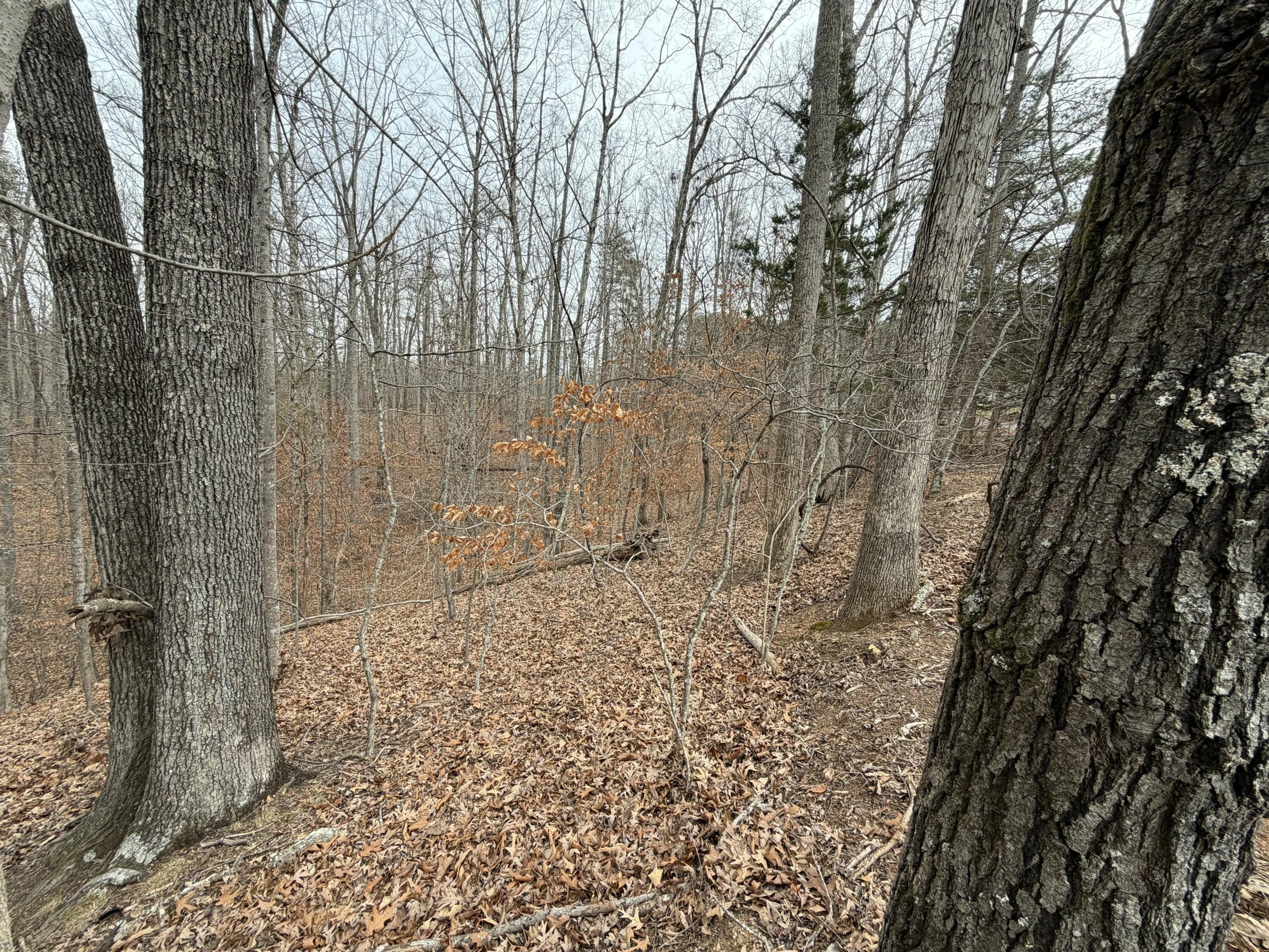 Wooded Lot Near Smith Mountain