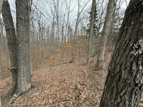 Wooded Lot Near Smith Mountain
