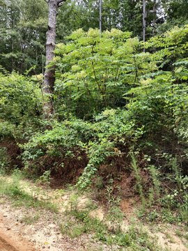 Residential Land in Wooded Community