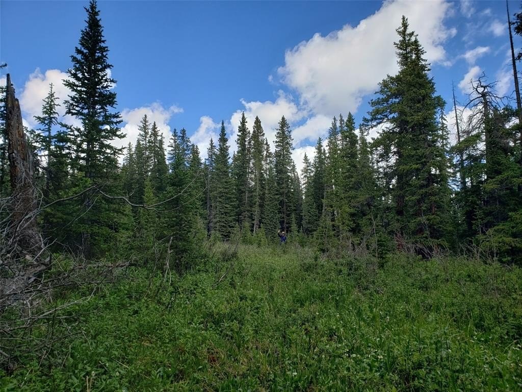 Treed Lot Near Breckenridge Ski