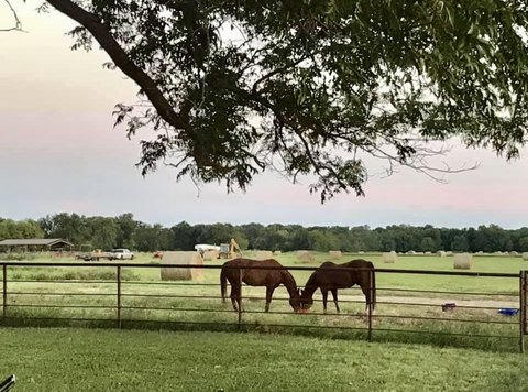 Horse Training and Cattle Ranch