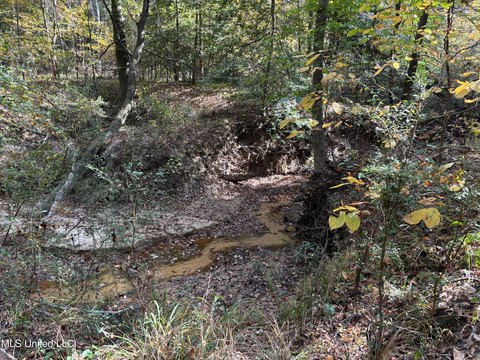 Roxie, MS Hunting Land